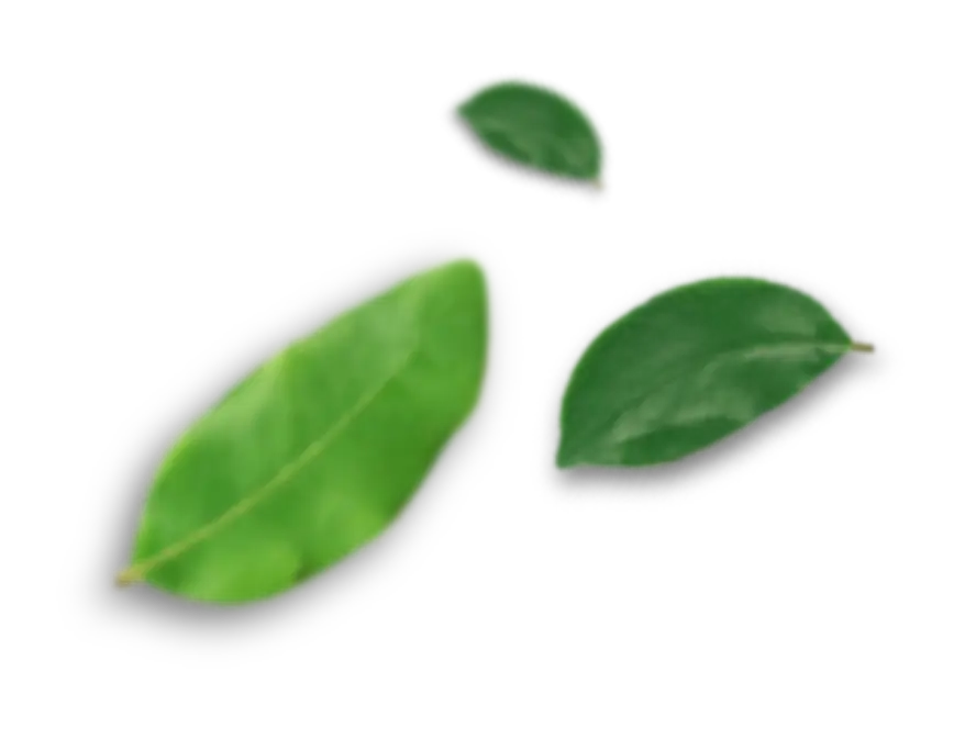 Alfa Citrus | Produção e Comércio de Citrus