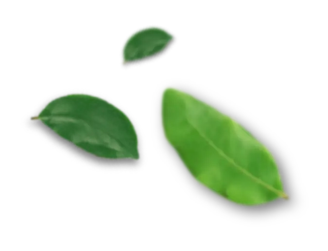 Alfa Citrus | Produção e Comércio de Citrus