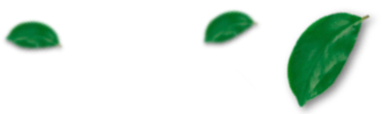 Alfa Citrus | Produção e Comércio de Citrus