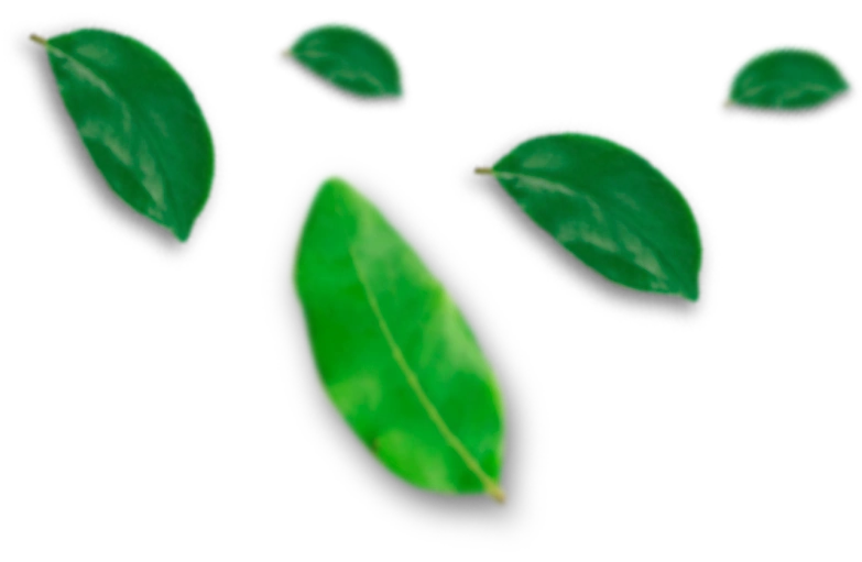 Alfa Citrus | Produção e Comércio de Citrus