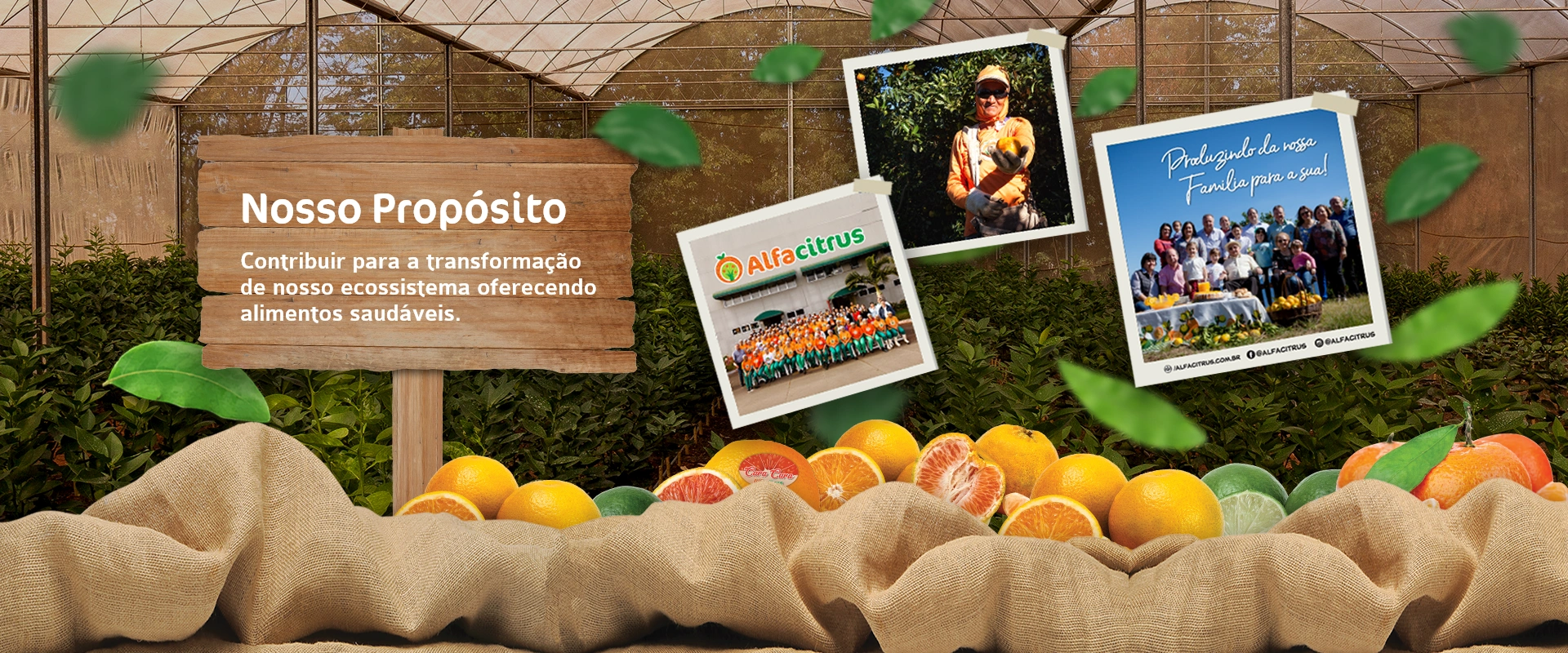 Alfa Citrus | Produção e Comércio de Citrus